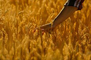 Land, Natur, Sommer- Feiertage, Landwirtschaft und Menschen Konzept - - schließen oben von jung Frau Hand berühren Ährchen im Müsli Feld foto