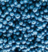 frisch Blaubeere Hintergrund. Textur Blaubeere Beeren schließen oben foto