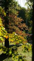 das schön Herbst Aussicht mit das bunt Bäume und Blätter im das Park foto