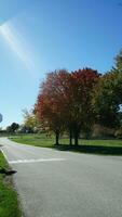 das schön Herbst Aussicht mit das bunt Bäume und Blätter im das Park foto