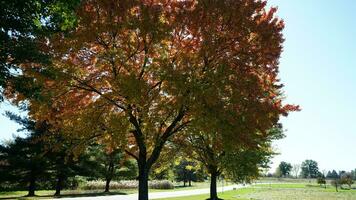 das schön Herbst Aussicht mit das bunt Bäume und Blätter im das Park foto