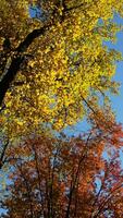 das schön Herbst Aussicht mit das bunt Bäume und Blätter im das Park foto