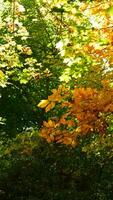 das schön Herbst Aussicht mit das bunt Bäume und Blätter im das Park foto