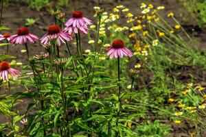 Echinacea purpurea. ein klassisch Norden amerikanisch Prärie Pflanze mit auffällig groß Blumen. foto