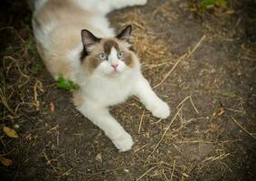 schön jung Katze von Ragdoll Rasse Spaziergänge auf draußen foto