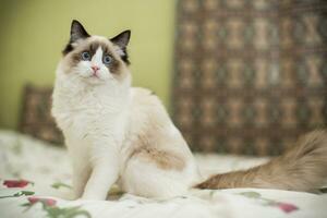 schön jung Weiß reinrassig Ragdoll Katze mit Blau Augen foto