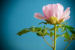 schön groß Rosa Pfingstrose Nahansicht auf ein Blau Hintergrund. foto