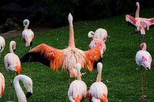 ein Gruppe von Flamingos Stehen im das Gras foto