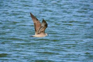 ein Möwe fliegend Über das Wasser im das Ozean foto