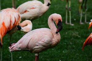 ein Gruppe von Flamingos Stehen im das Gras foto