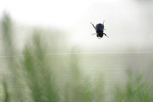 Nashornkäfer auf Netzen im Garten foto