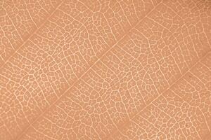 Makro Foto von mikroskopisch organisch Laub. Pfirsich Flaum Blatt Textur Hintergrund.