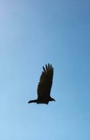 fliegend schwarz Vogel im das Himmel foto