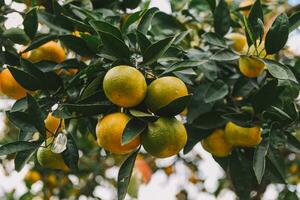 Mandarine pflücken im das Garten zum Hintergrund foto