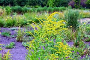 Solidago canadensis blüht. Solidago canadensis, bekannt wie Kanada Goldrute oder kanadisch Goldrute, ist ein krautig mehrjährig Pflanze von das Familie Asteraceae. foto