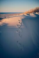 Hund Fußabdruck beim das Strand foto