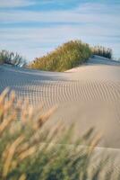 Sanddüne beim das dänisch Küste foto