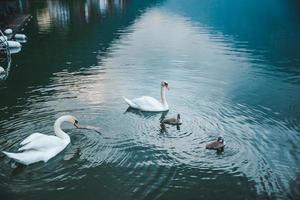 Schwäne Familie im Seewasser hautnah foto