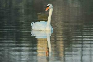 ein Schwan ist Schwimmen im das Wasser foto