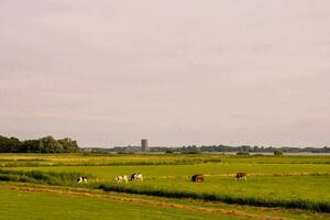 Kühe Weiden lassen im ein Feld in der Nähe von ein See foto