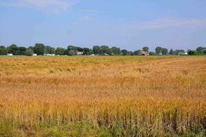 ein Feld von golden Weizen foto