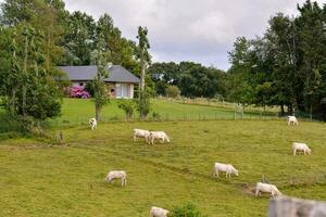 Schaf Weiden lassen im ein Feld in der Nähe von ein Haus foto