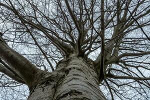 europäisch Buche Baum Krone im Winter mit Perspektive von Unterseite zu oben. nackt Baum, blattlos im Winter. geschützt Denkmal Baum foto