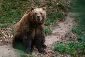 kamtschatka-braunbär im wald, ursus arctos beringianus foto