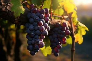 ai generiert Reifung von rot Reben zum Wein Produktion foto