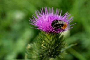 Milch Distel schließen oben mit Insekt, Silybum Marianum, Cardus foto