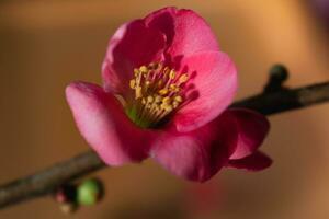 Rosa japanisch Quitte blühen und Zweig, Chaenomeles japonica, Malus floribunda foto