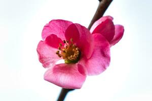 Rosa japanisch Quitte blühen und Zweig, Chaenomeles japonica, Malus floribunda foto