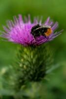 Milch Distel schließen oben mit Insekt, Silybum Marianum, Cardus foto