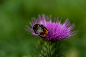 Milch Distel schließen oben mit Insekt, Silybum Marianum, Cardus foto