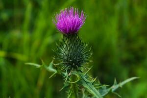 Milch Distel schließen hoch, zum Hintergrund, Konzept und Illustration, Silybum Marianum, Cardus foto