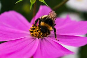 Hummel auf ein Rosa Kosmos Blume Sammeln Pollen, Bombus foto