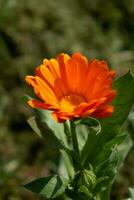 schön Orange Ringelblume officinalis Blume schließen oben im ein Garten auf ein Grün Hintergrund foto