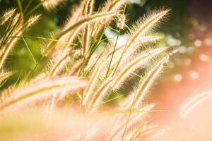 Gras Blume Feld im das Morgen, asiatisch Land, Weiß Gras Blumen reflektieren Gelb Licht im das Morgen foto