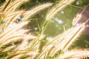 Gras Blume Feld im das Morgen, asiatisch Land, Weiß Gras Blumen reflektieren Gelb Licht im das Morgen foto