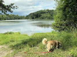 ein Aussicht von Blake bloß See in der Nähe von ellesmere im Shropshire foto