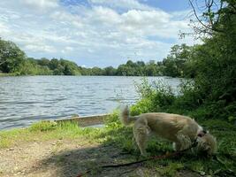 ein Aussicht von Blake bloß See in der Nähe von ellesmere im Shropshire foto