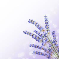 frisch Lavendel Blumen Rand foto