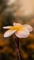 Plumeria Blume Bild foto