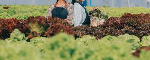 Frau Gärtner inspiziert Qualität von Grün Eiche Grüner Salat im Gewächshaus Gartenarbeit. weiblich asiatisch Gartenbau Farmer pflegen gesund Ernährung organisch Salat Gemüse im hydroponisch Landwirtschaft Bauernhof. foto