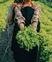 Frau Gärtner inspiziert Qualität von Grün Eiche Grüner Salat im Gewächshaus Gartenarbeit. weiblich asiatisch Gartenbau Farmer pflegen gesund Ernährung organisch Salat Gemüse im hydroponisch Landwirtschaft Bauernhof. foto