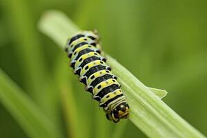 ai generiert Raupe Schwalbenschwanz Schmetterling. generiert ai. foto