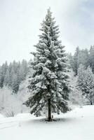 Kiefer Bäume oder dekoriert Weihnachten Baum bedeckt durch Schnee auf schön Winter. Weihnachten Thema draußen durch ai generiert foto