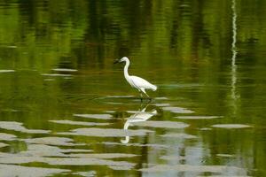 ein Weiß Vogel Stehen im das Wasser mit es ist lange Beine foto