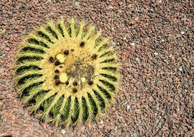 ein Kaktus Pflanze mit viele klein Gelb Blumen foto