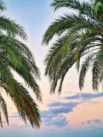 Palme Bäume gegen das Hintergrund von ein Blau Himmel mit das Mond foto